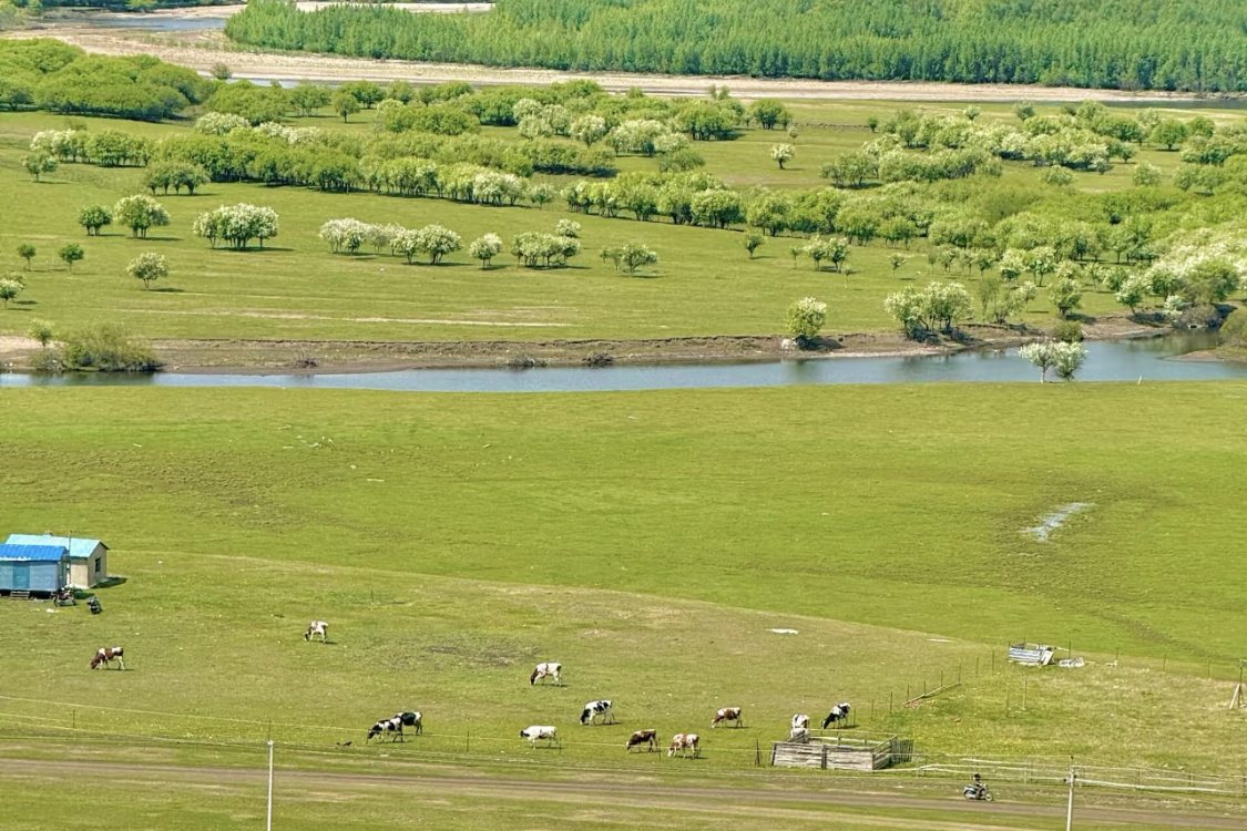 Nagqu Alpine Grassland